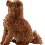 poodle