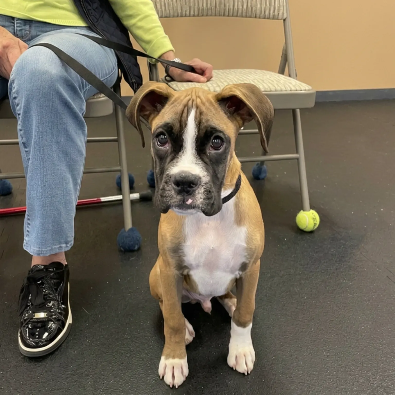 Boxer in training class