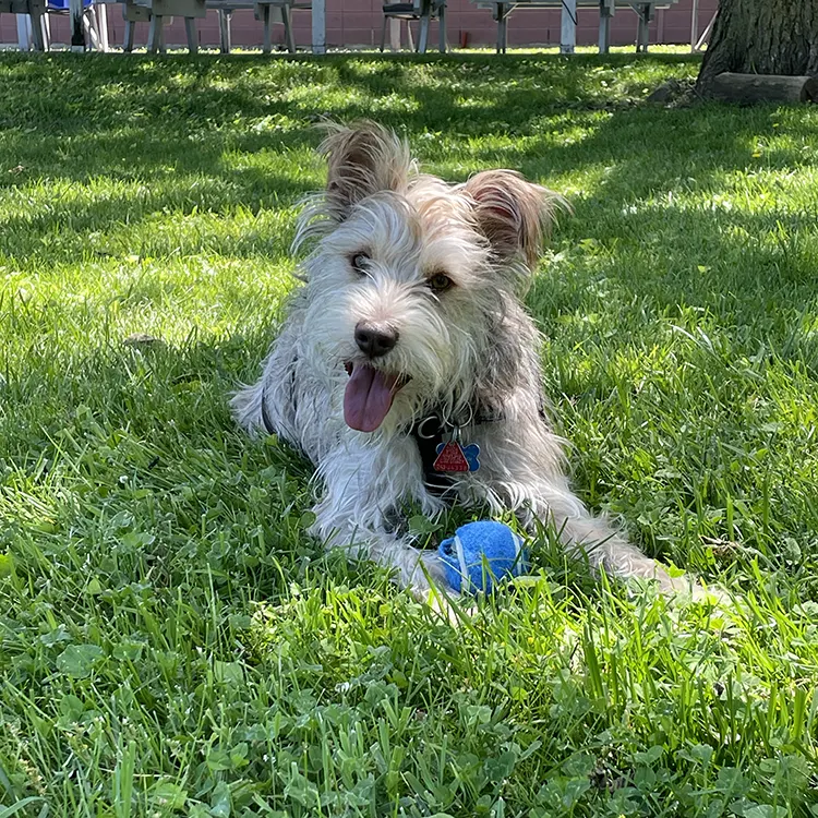 dog in grass with blue ball