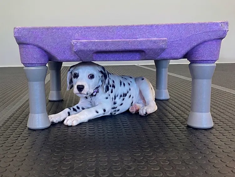 dalmation puppy under table