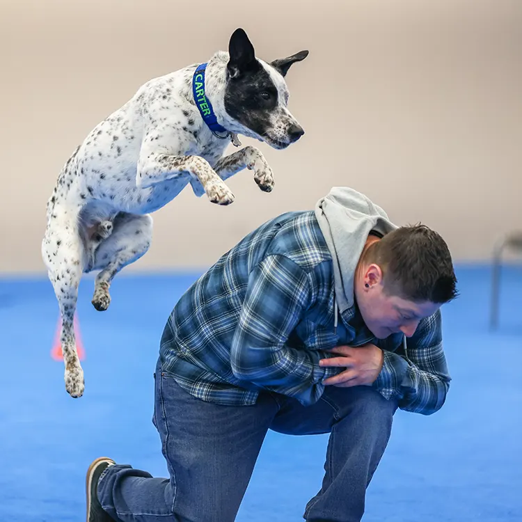 dog trick dog jumping over person