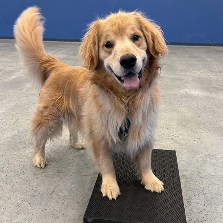 Golden Retreiver with paws on matt