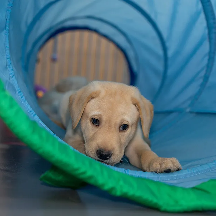 Puppy Training - lab in tunnel
