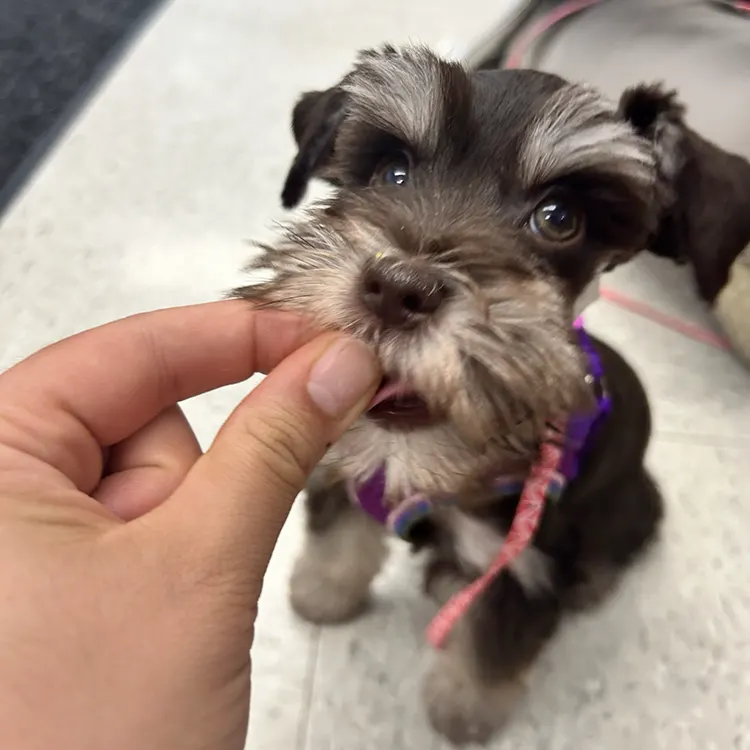 dog training with treat