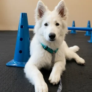 white dog in training facility with blue cones