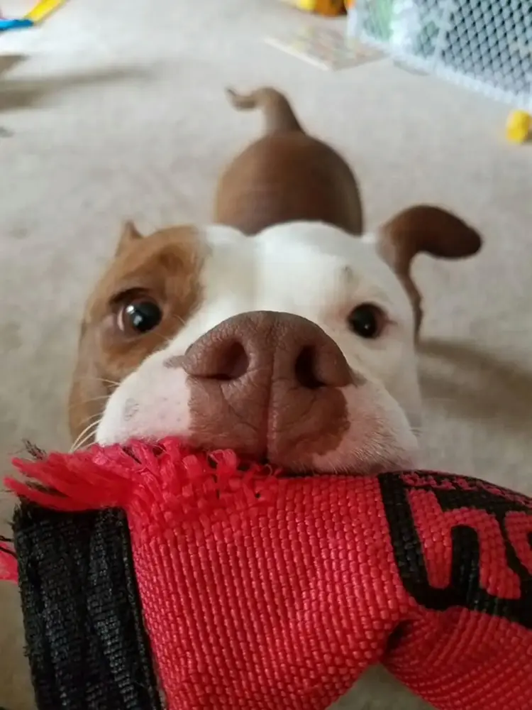 dog with toy in mouth