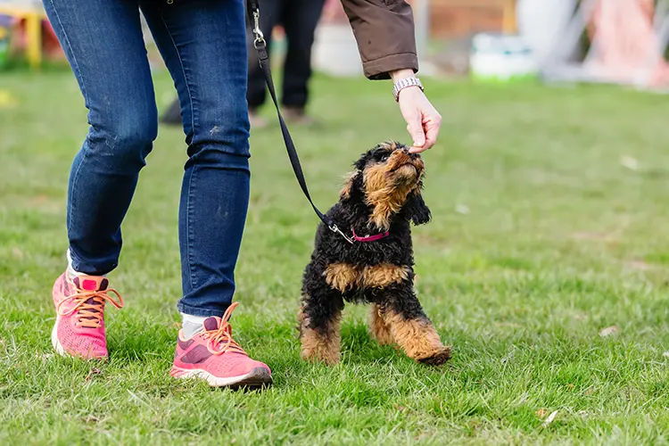 Dog walking on leash in field and getting a treat