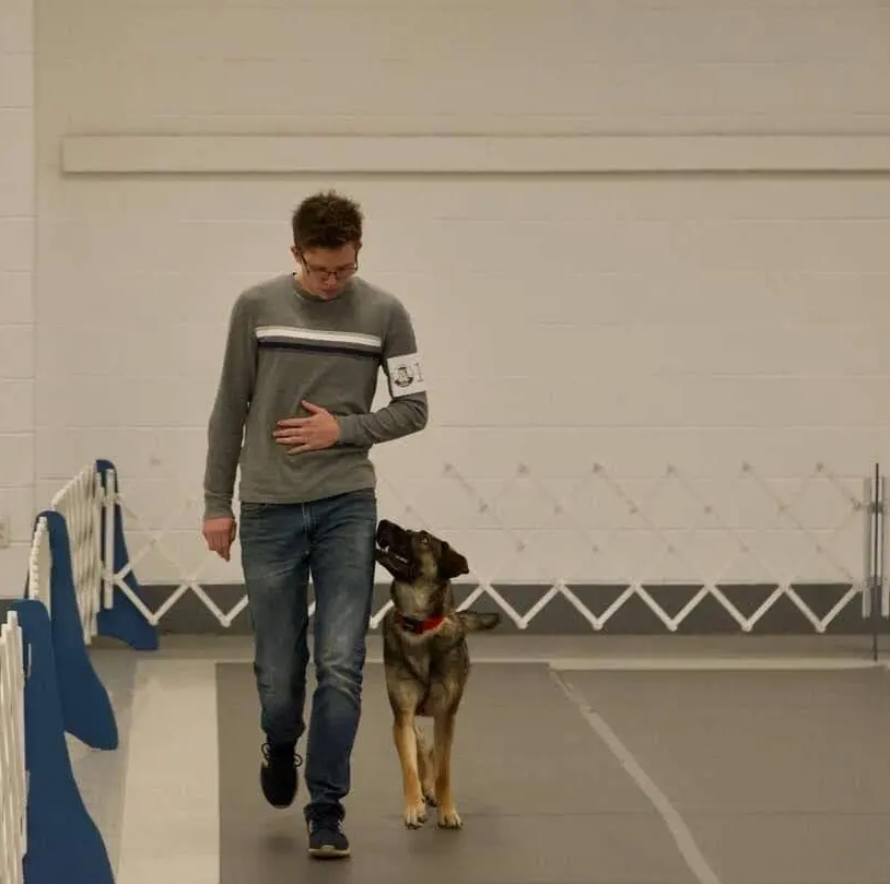 Shepard in dog obedience class