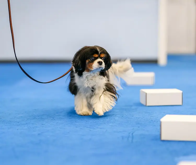 Nose work course for dogs
