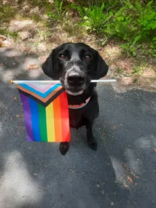 black lab with pride flag