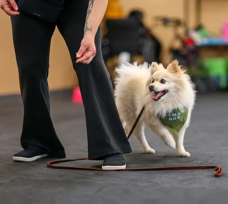 little dog being trained