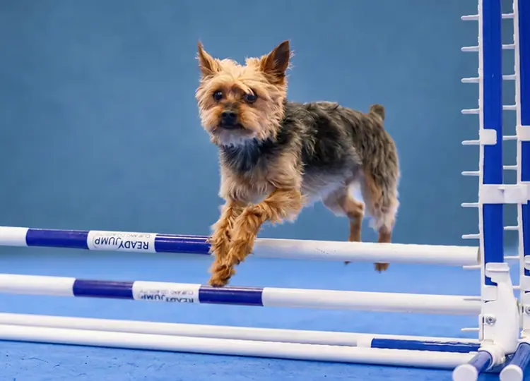small dog running agility course