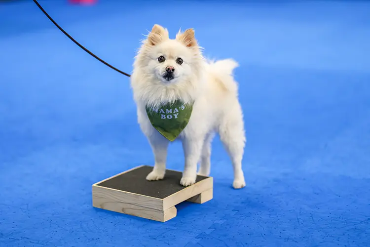 small white dog on training block