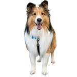 shlltie dog