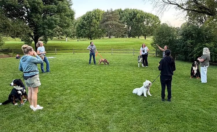 Group Dog Training Class Outside