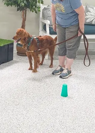 At dog training facility